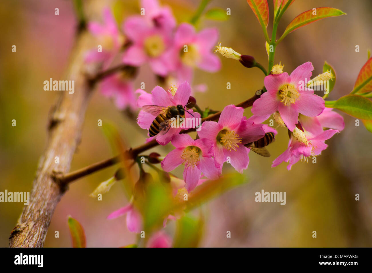 fresh pure naturally pink flowers and bees (pollination) Stock Photo