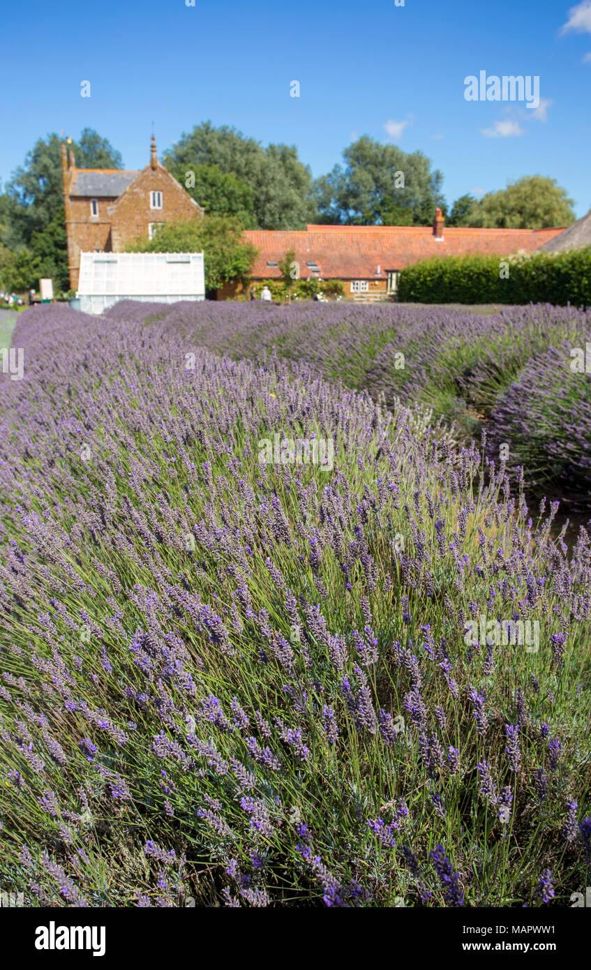 Norfolk lavender, heacham hires stock photography and images Alamy