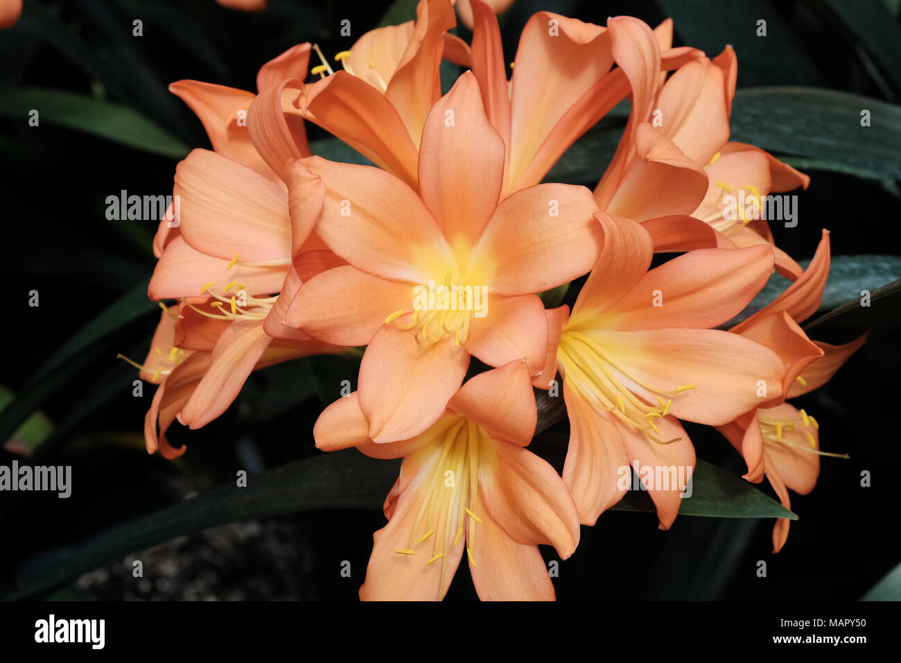 Cluster of peach lilies Stock Photo
