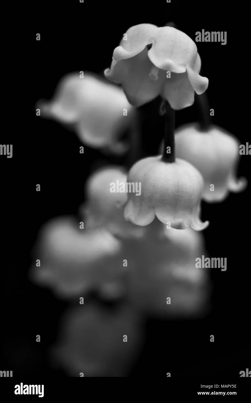 A close up of Lily of the Valley blooms in black and white Stock Photo Alamy