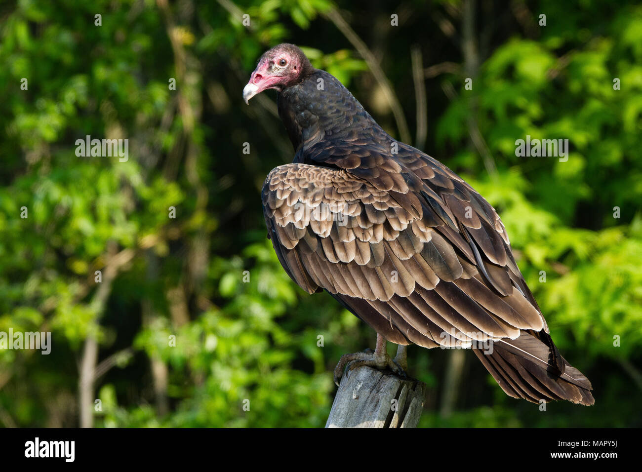 Vulture Conservation Hi res Stock Photography And Images Alamy vulture-conservation-hi-res-stock-photography-and-images-alamy