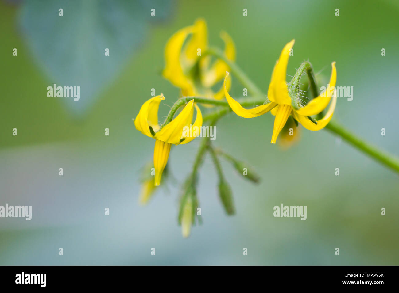 Cluster of tomato flowers Stock Photo Alamy