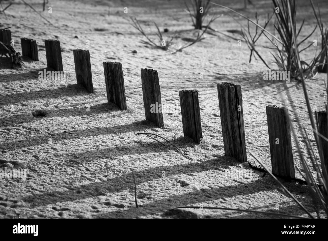 Buried sand fence casting shadows Stock Photo
