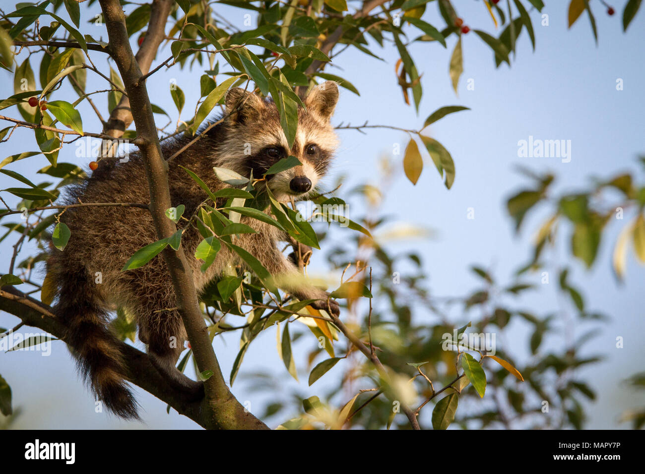 Racon Spring Raccoon spring hi-res stock photography and images - Alamy