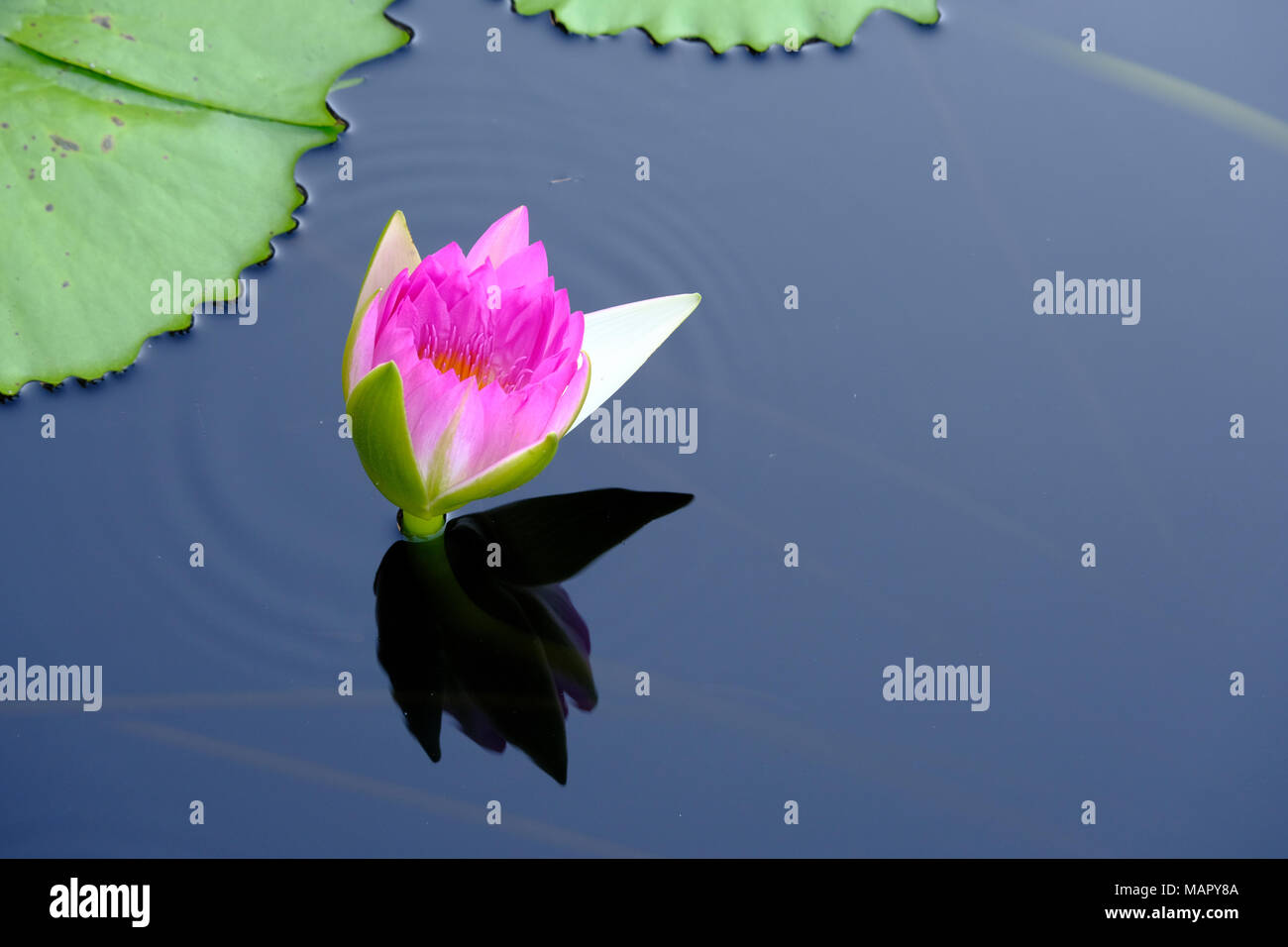 Water lily opening reflection Stock Photo Alamy