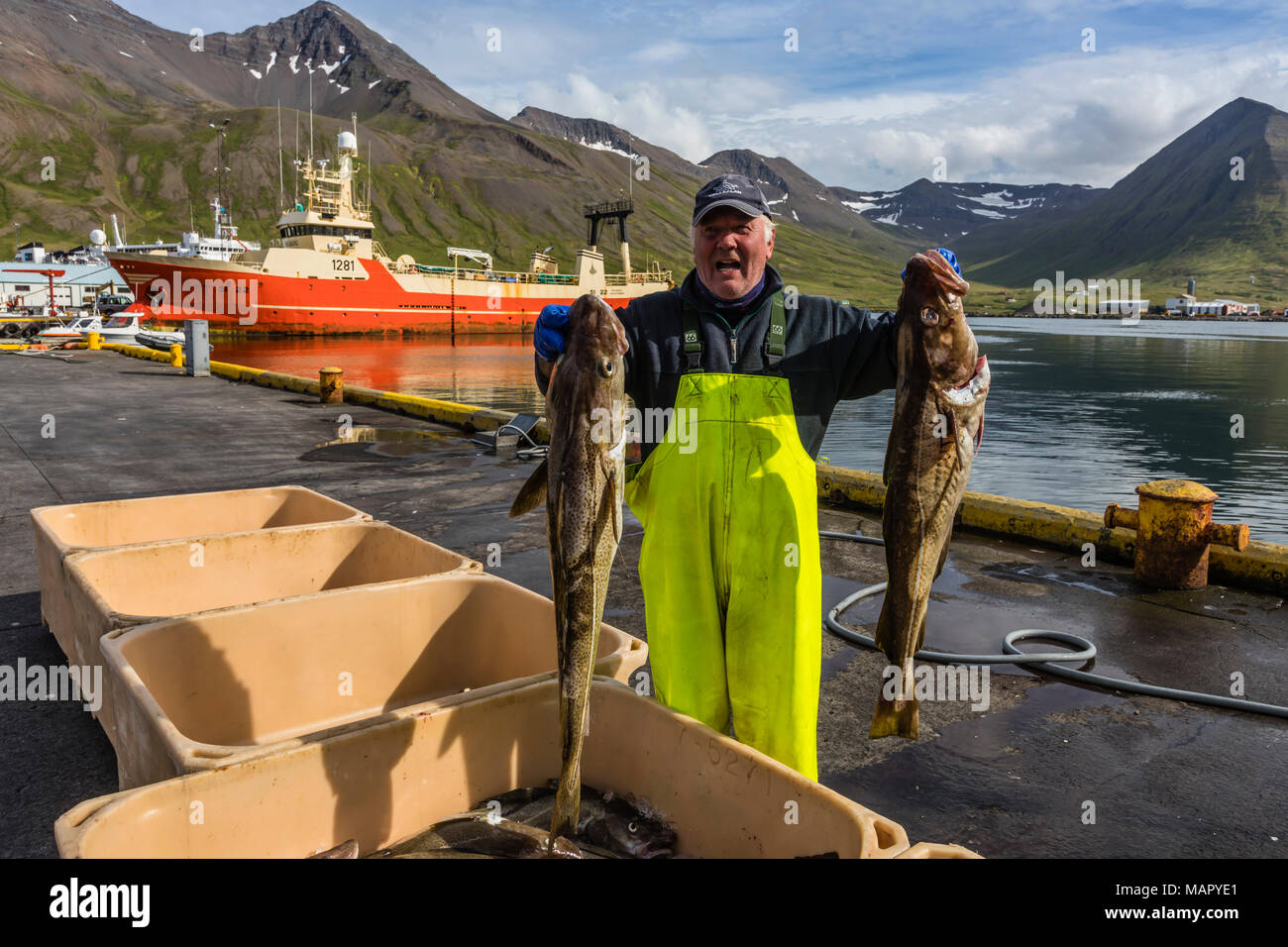 Sorting fresh caught fish in Siglufjorour, Siglufjordur, off the north coast of Iceland, Polar Regions Stock Photo