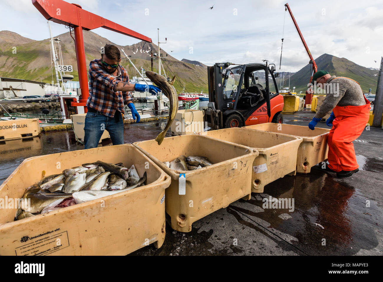 Sorting freshly caught fish in Siglufjorour, Siglufjordur, off the north coast of Iceland, Polar Regions Stock Photo