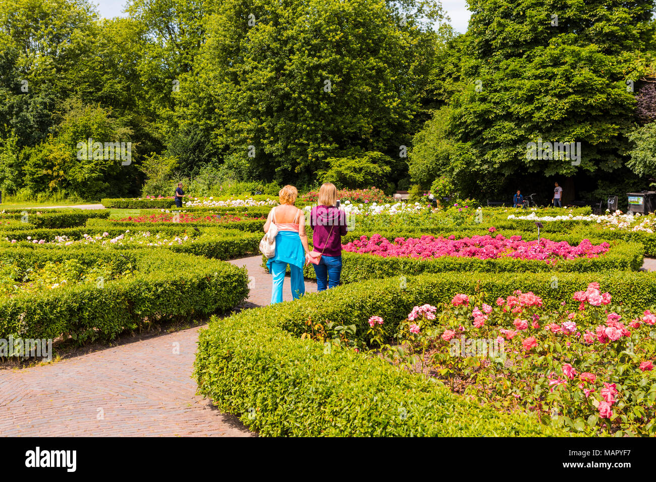 People walking in the rose garden in Vondelpark, Amsterdam, Netherlands
