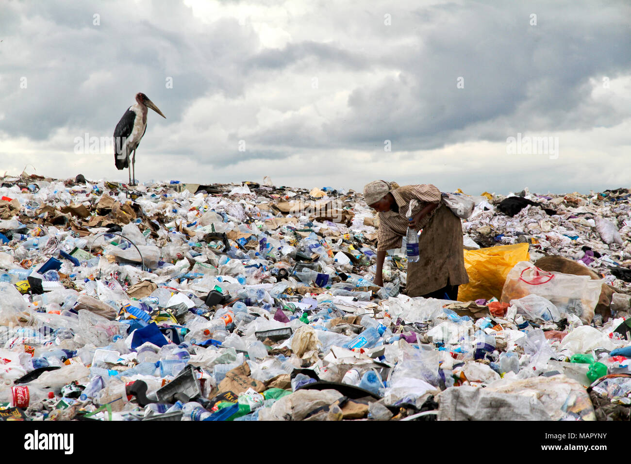 Woman working on one of the world biggest garbage dump with a stork waiting for food, in the Dandora slum of Nairobi, Kenya, East Africa, Africa Stock Photo