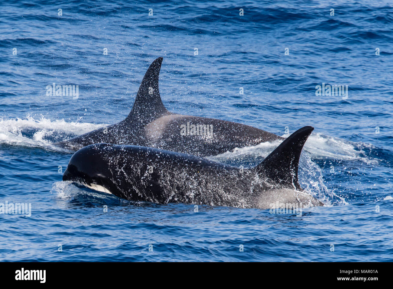 A very rare sighting of Type D (sub-Antarctic) killer whales (Orcinus orca), in the Drake Passage, Antarctica, Polar Regions Stock Photo
