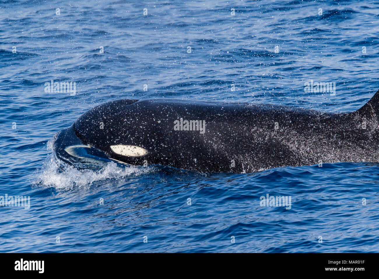 A Type D (sub-Antarctic) killer whale (Orcinus orca), surfacing in the Drake Passage, Antarctica, Polar Regions Stock Photo