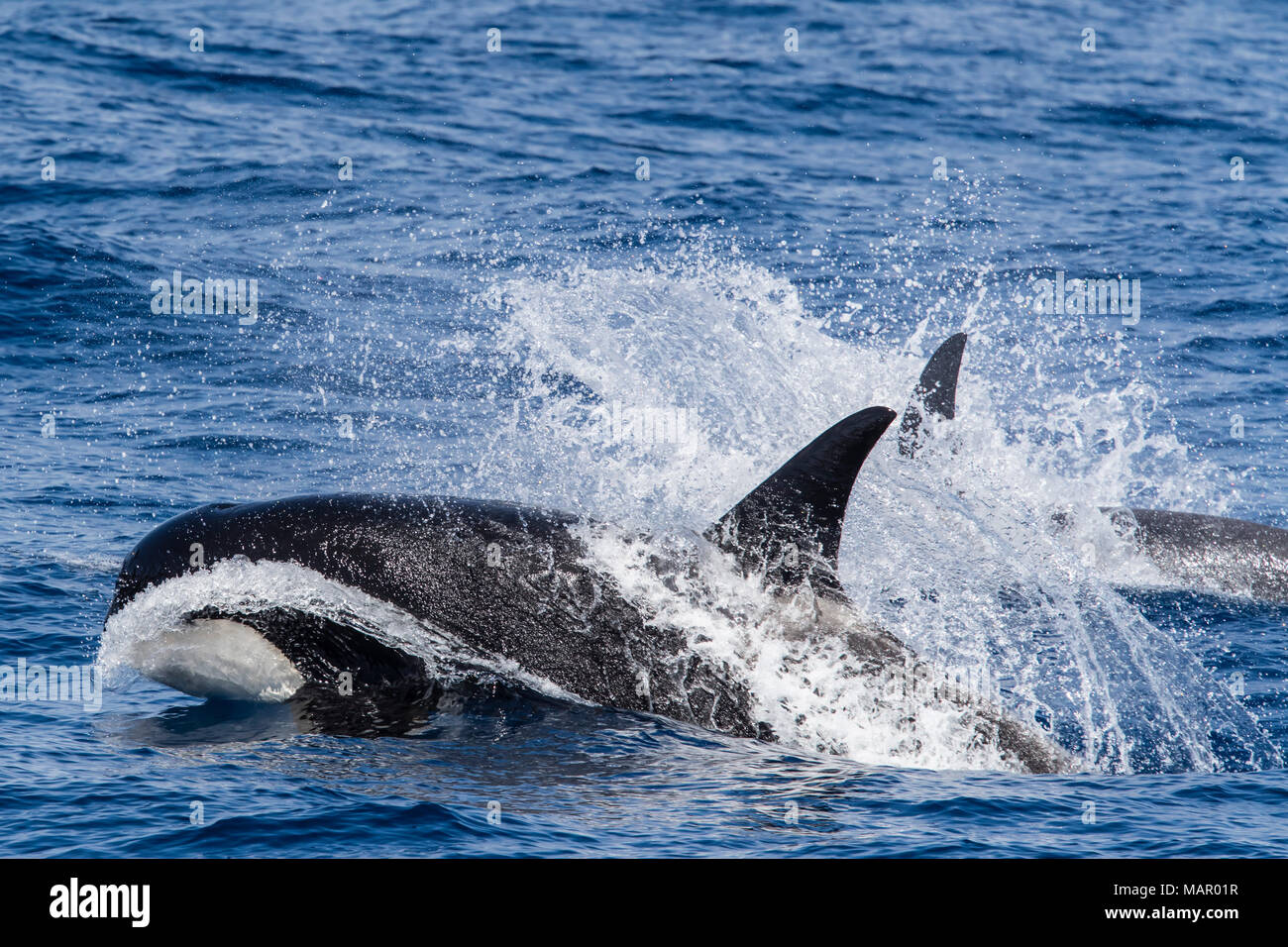 A very rare sighting of Type D (sub-Antarctic) killer whales (Orcinus orca) in the Drake Passage, Antarctica, Polar Regions Stock Photo