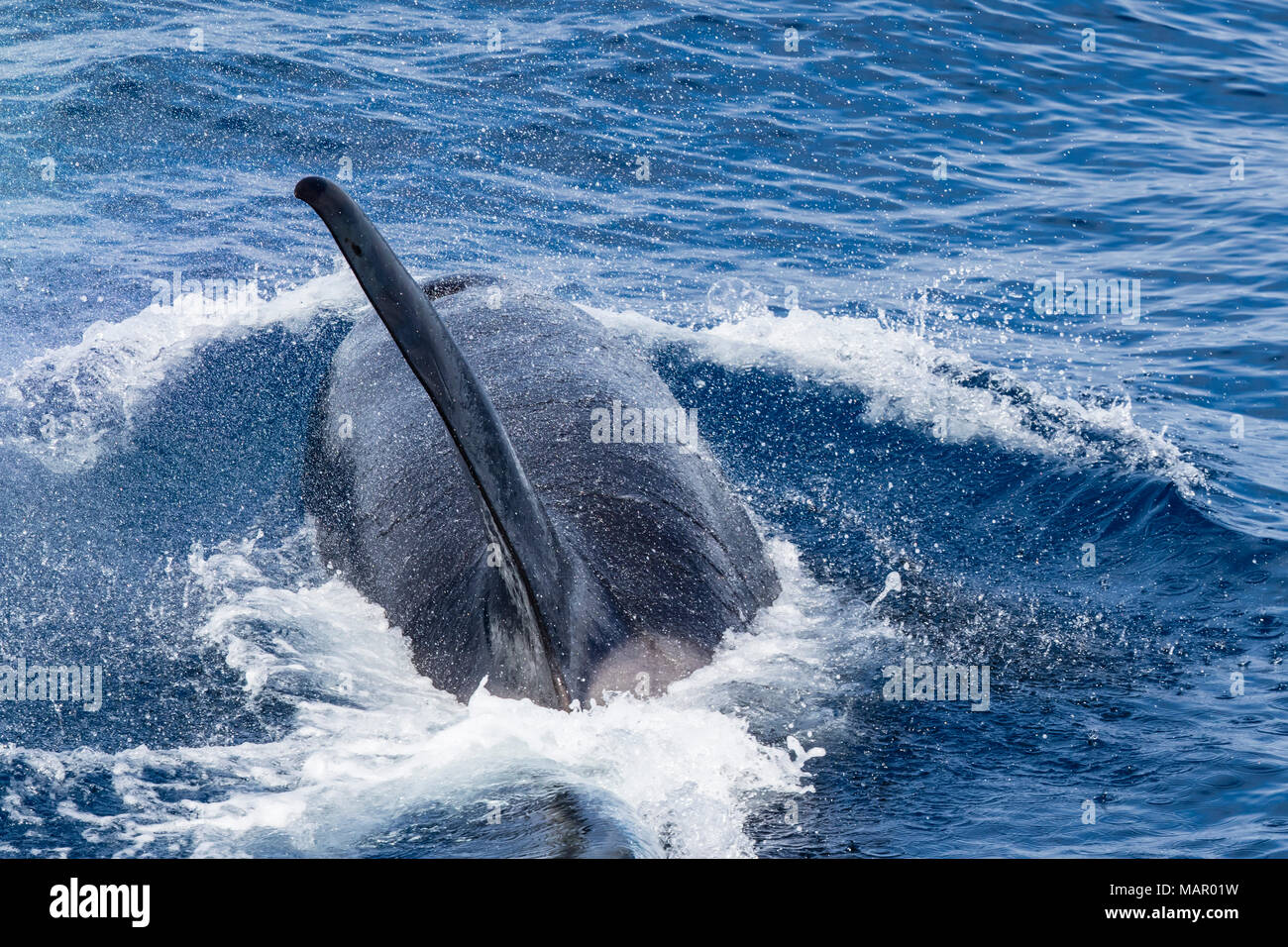 An adult bull Type D (sub-Antarctic) killer whale (Orcinus orca), surfacing in the Drake Passage, Antarctica, Polar Regions Stock Photo