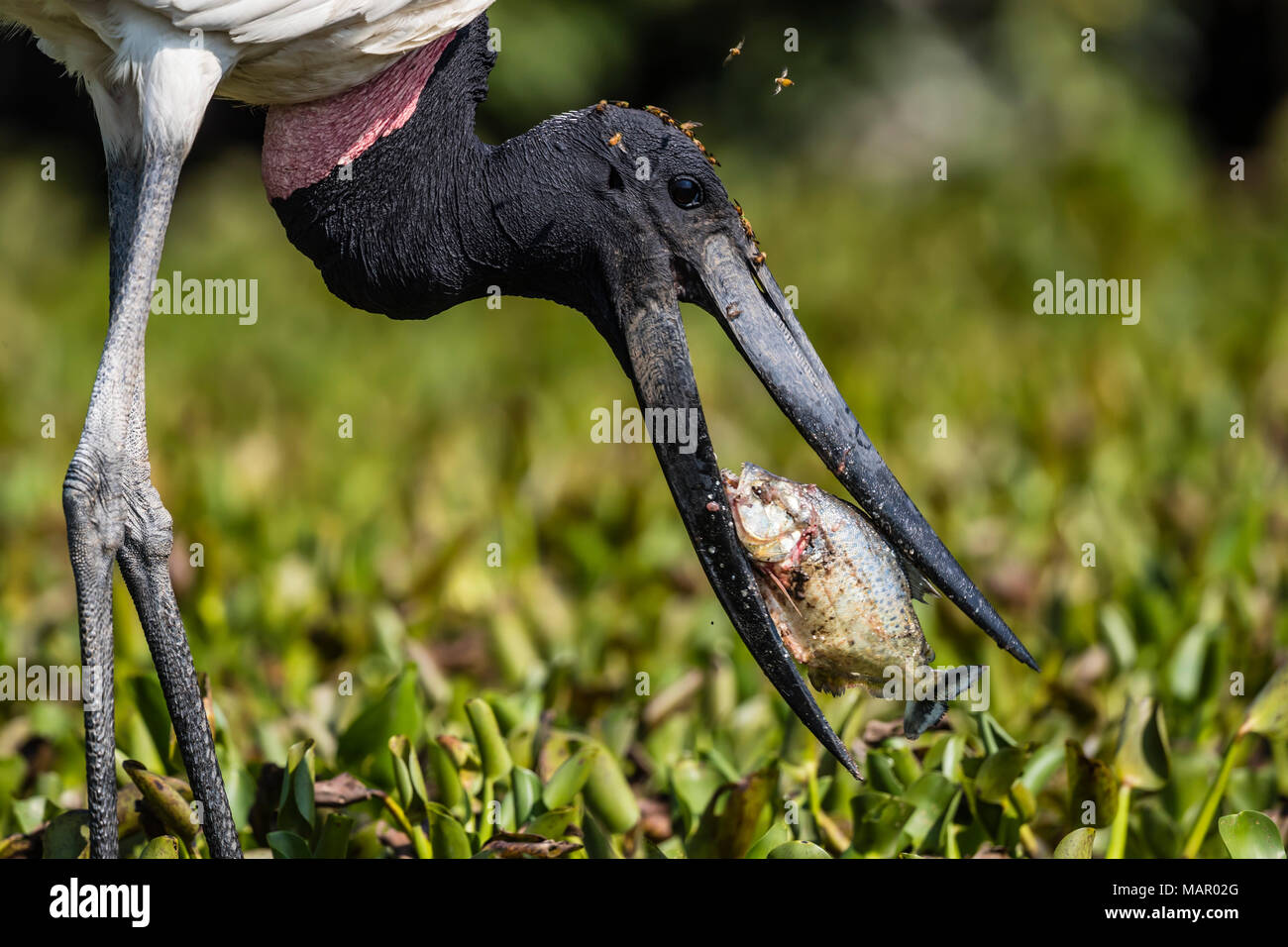 An adult jabiru (Jabiru mycteria) eating a piranha at Pousado Rio Claro, Mato Grosso, Brazil, South America Stock Photo