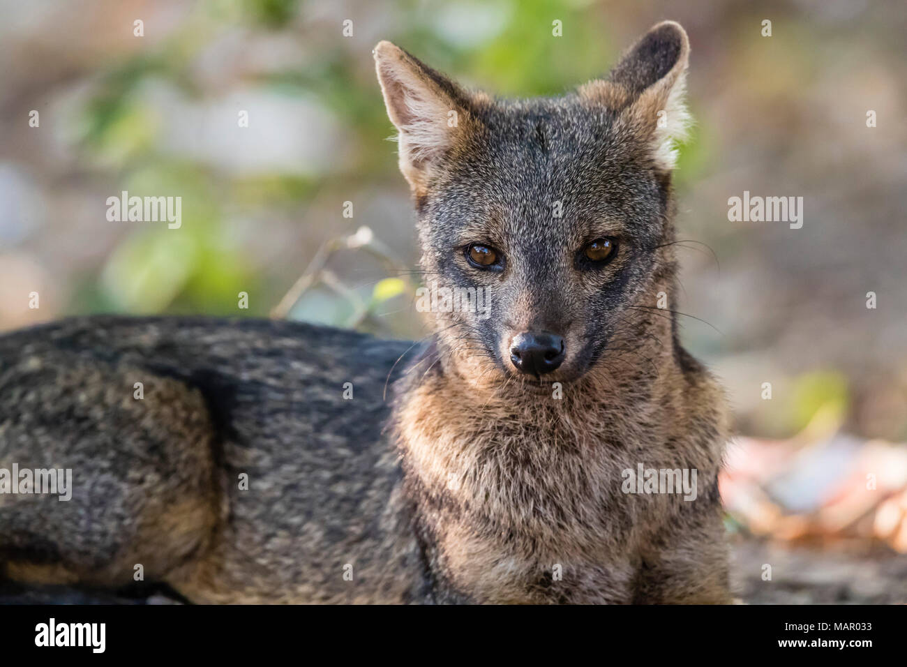 An adult crabeating fox (Cerdocyon thous), Pousado Rio Claro, Mato