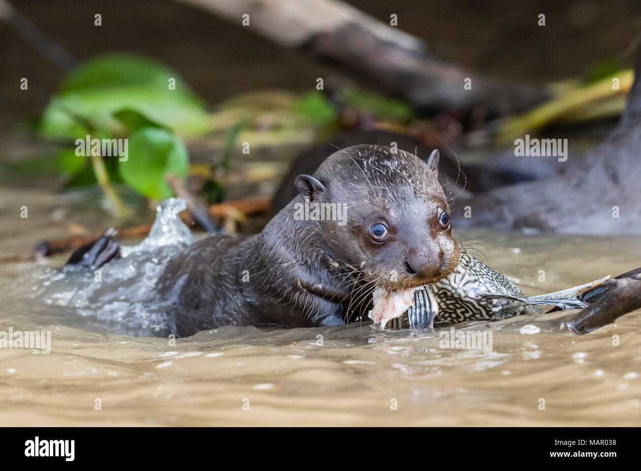 Young giant river otter (Pteronura brasiliensis), feeding near Puerto Jofre, Mato Grosso, Pantanal, Brazil, South America Stock Photo