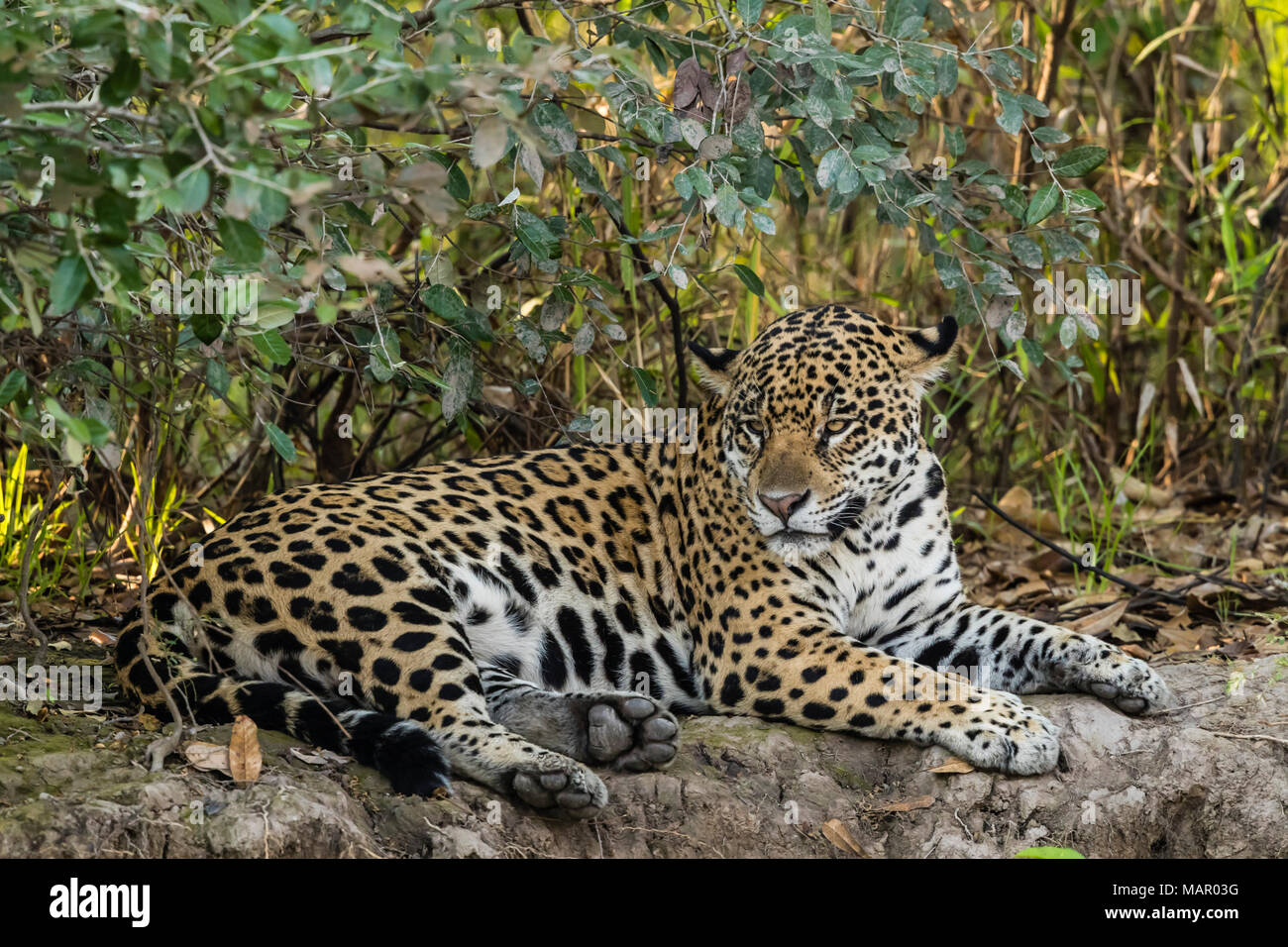 An adult female jaguar (Panthera onca), resting on the riverbank, Rio Negro, Mato Grosso, Brazil, South America Stock Photo