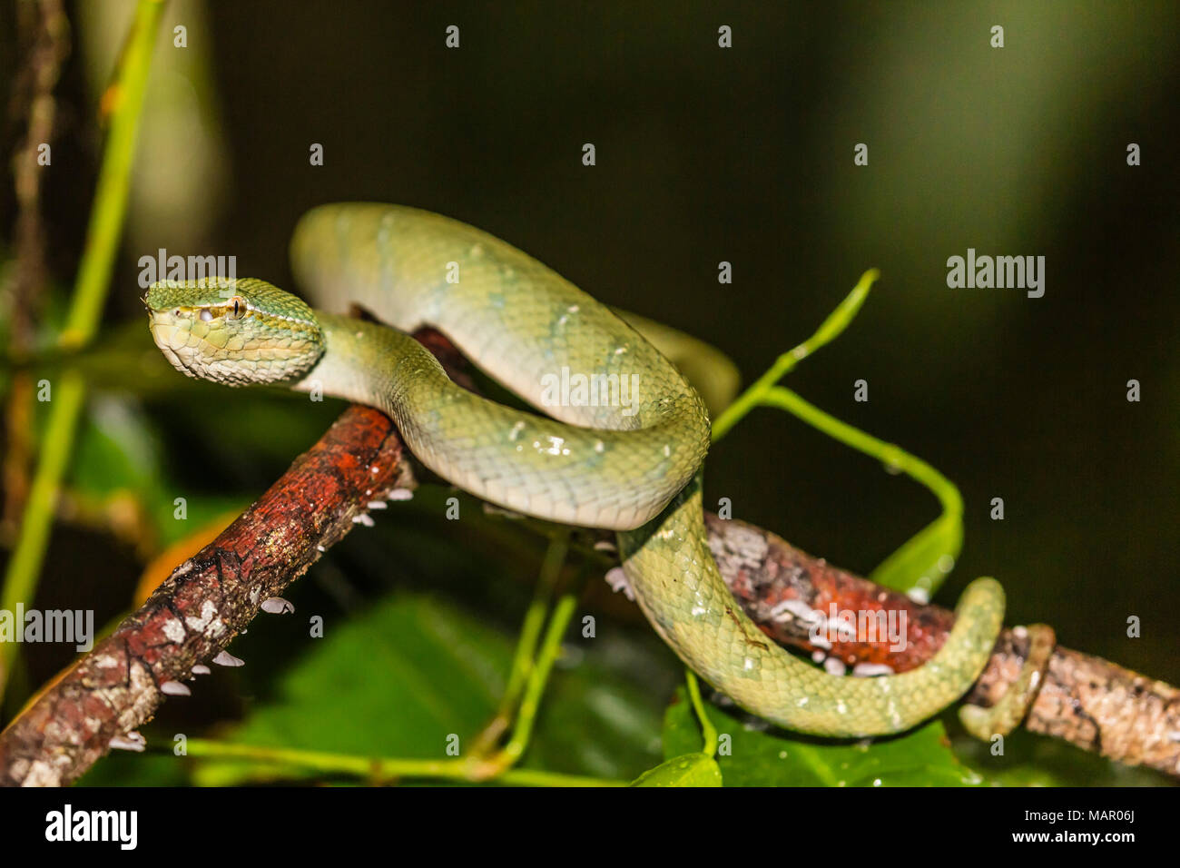 Bornean keeled green pit viper (Tropidolaemus subannulatus), Tanjung ...