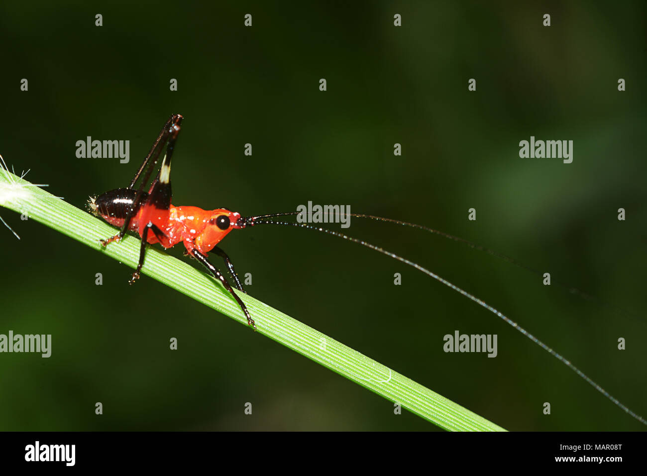 red cricket with long antennae perched on the midrib of grass Stock