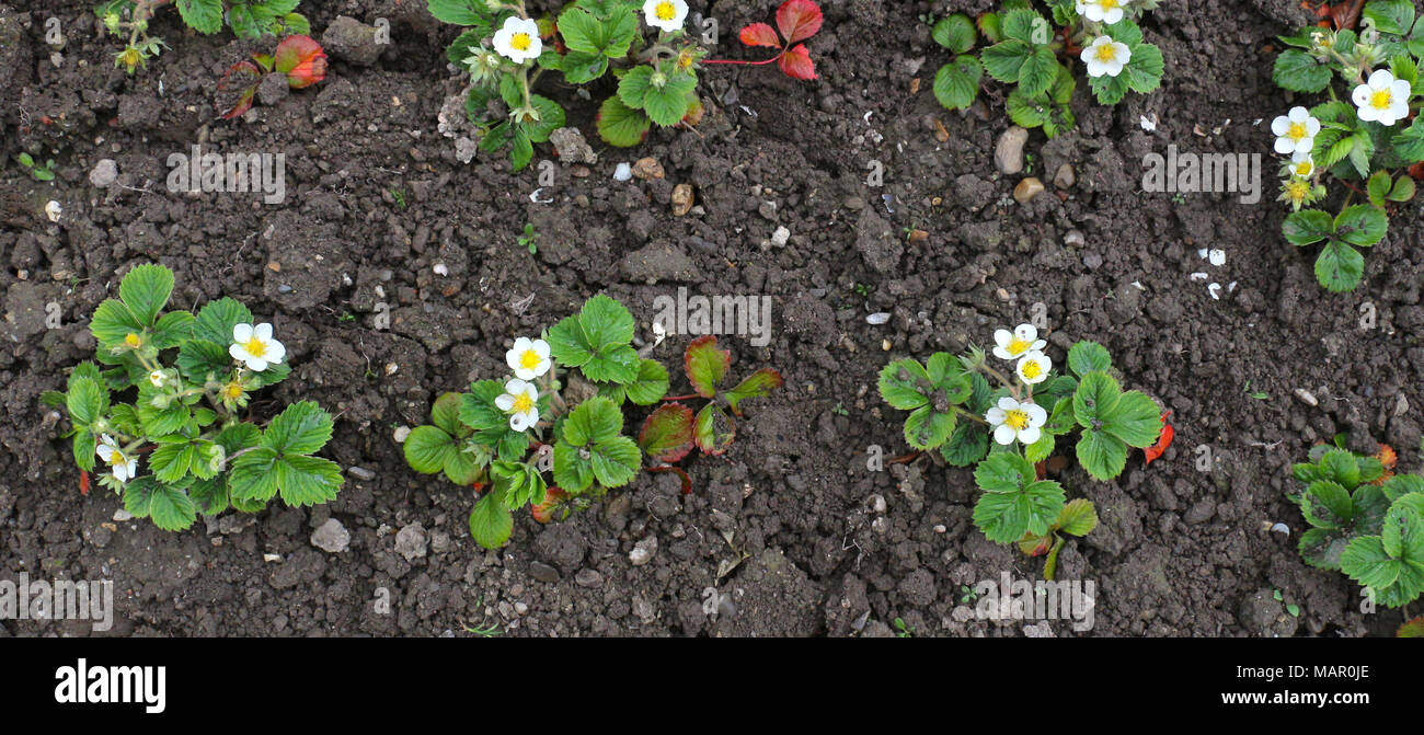 picture of a strawberry flowers in a garden Stock Photo - Alamy