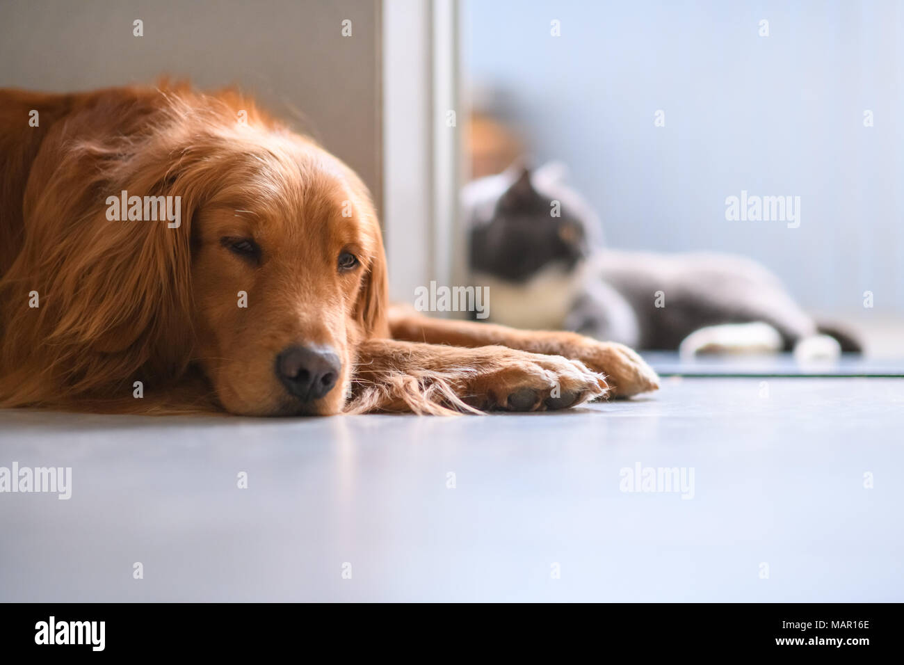 The Golden Retriever And The British Short Hair Cat Lying On The