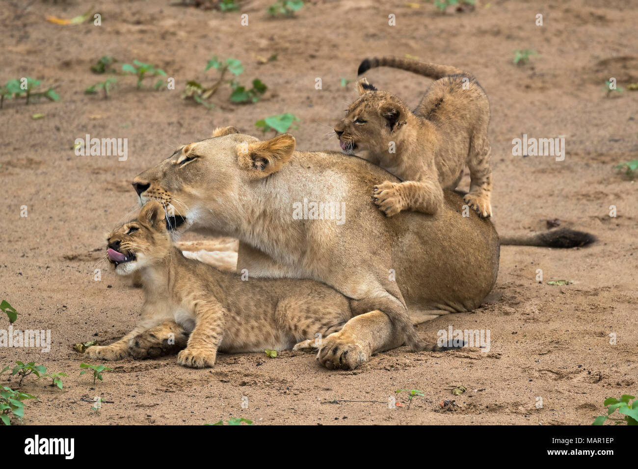 Lioness (Panthera leo) with cubs, Zimanga Game Reserve, KwaZulu-Natal, South Africa, Africa Stock Photo