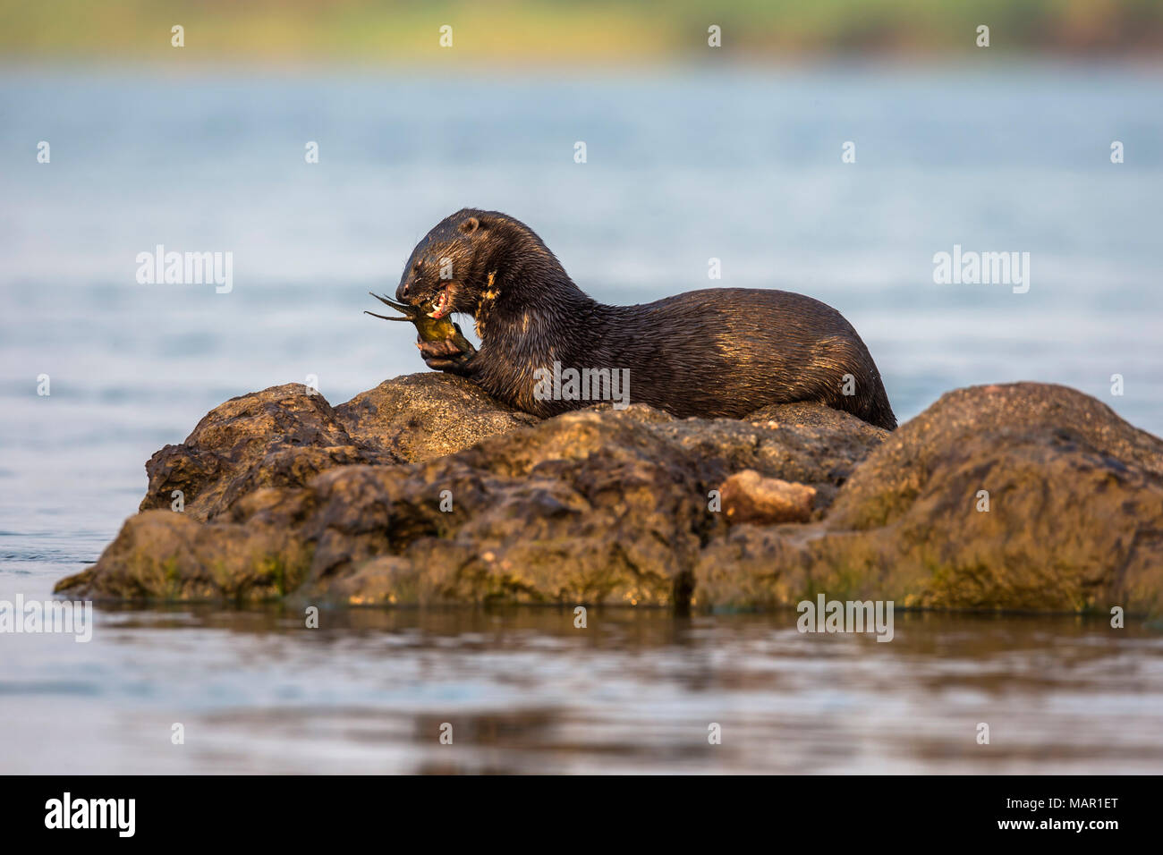 Spotted necked otter (Hydrictis maculicollis) eating leopard squeaker fish, Chobe River, Botswana, Africa Stock Photo