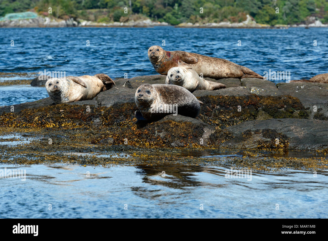 Seals basking on rocks near Garinish Island, Shrone, Beara Peninsular, Wild Atlantic Way, County Cork, Munster, Republic of Ireland, Europe Stock Photo