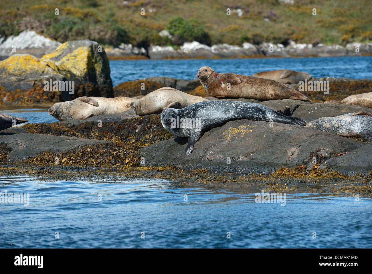 Seal ireland on rock hires stock photography and images Alamy