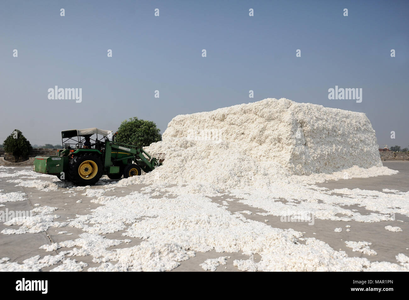 Cotton fibre, hand picked from local cotton fields, being transferred in bulk by digger into the