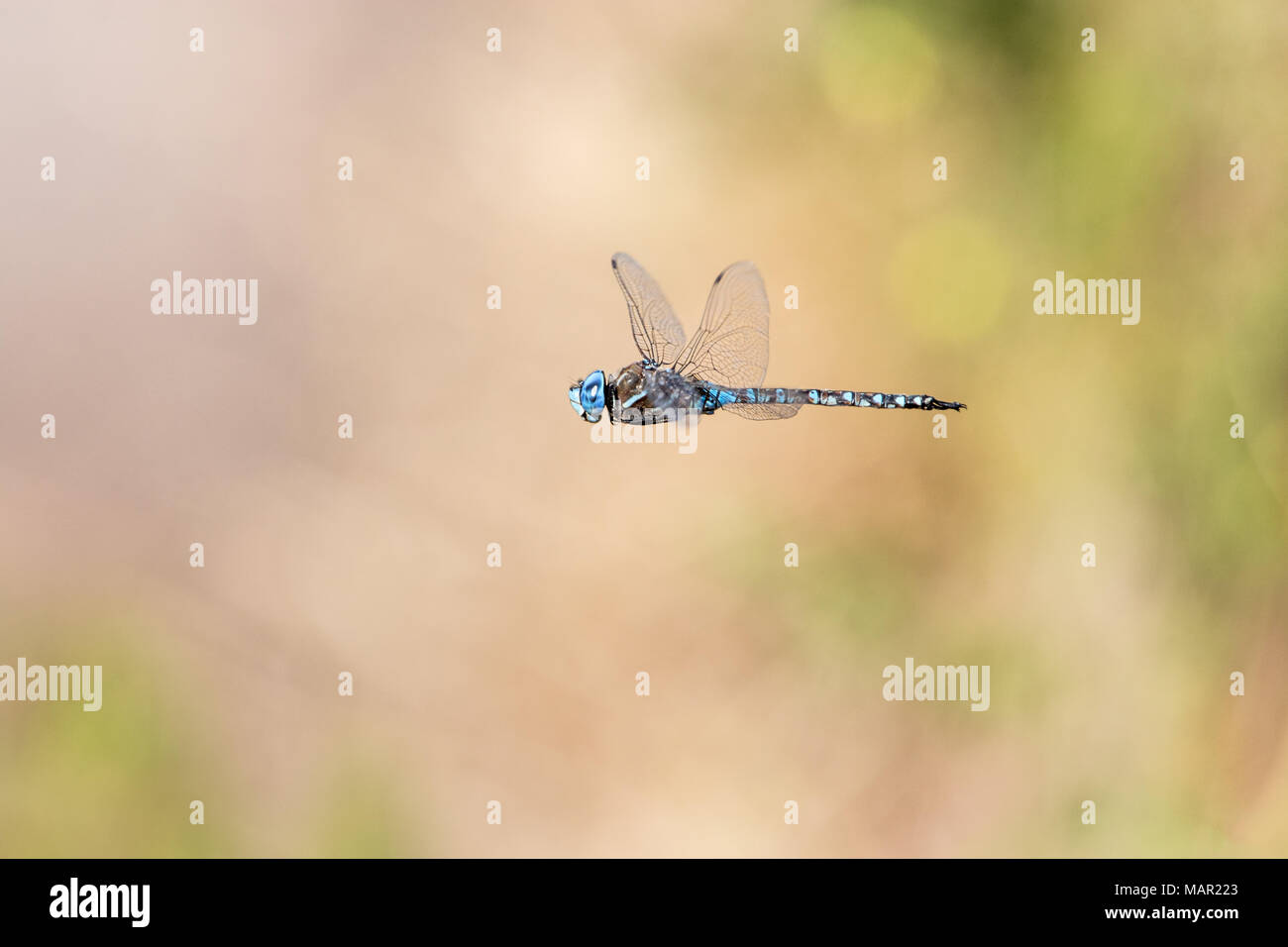 Dragonfly, bright blue, flying mid-air, earthy background tones Stock Photo