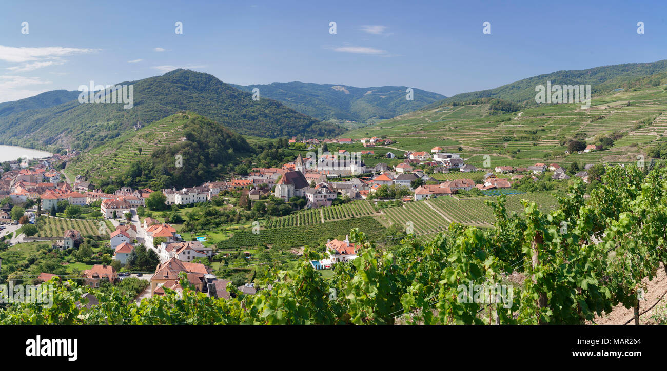 Vineyards in summer, Danube River, Spitz, Cultural Landscape Wachau, UNESCO World Heritage Site, Austria, Europe Stock Photo