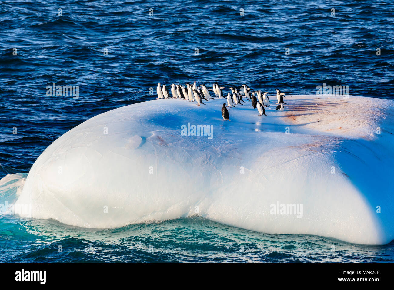 Chinstrap (Pygoscelis antarcticus), Gentoo (Pygoscelis papua) Adelie