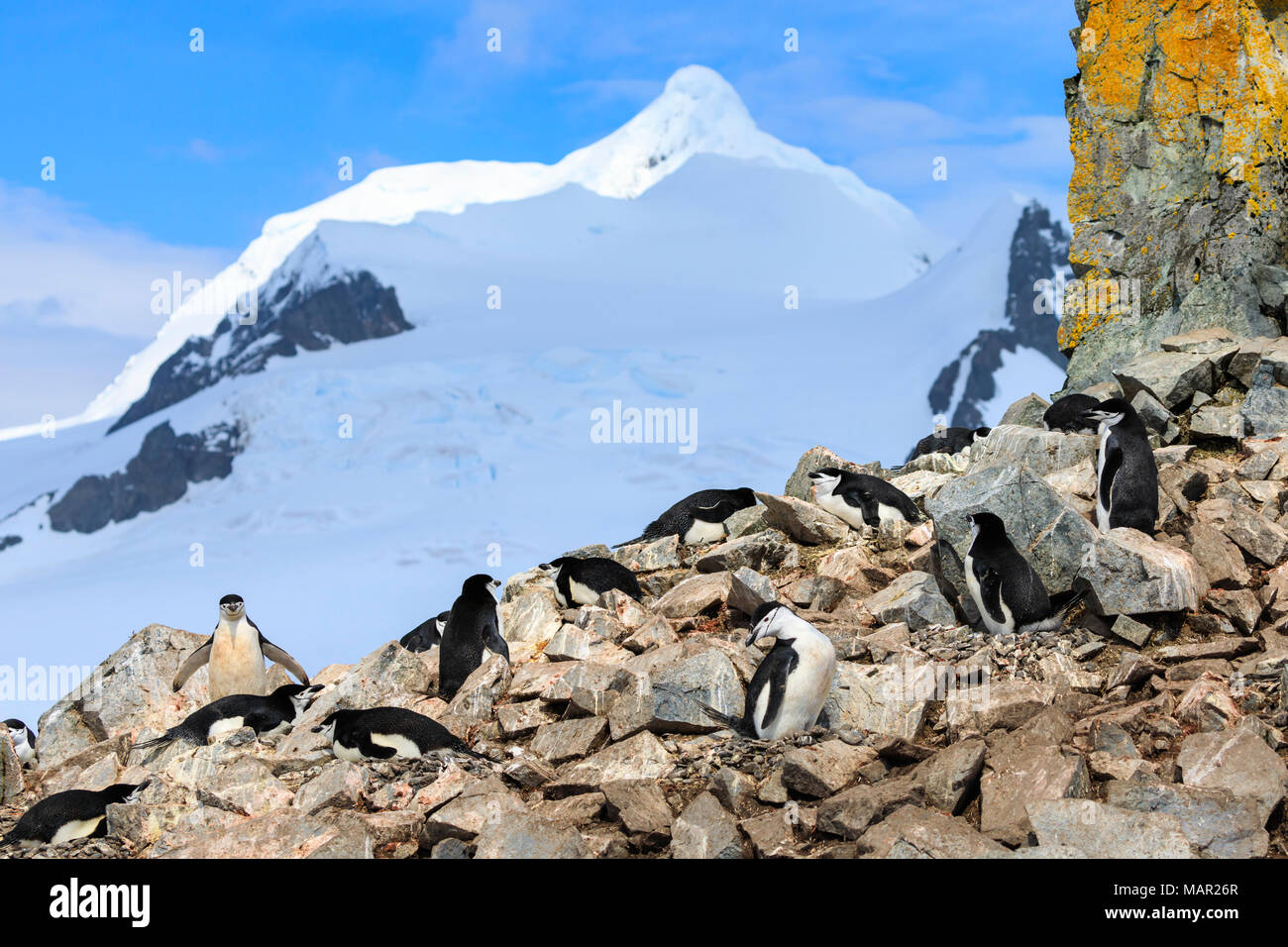 Chinstrap penguin colony (Pygoscelis antarcticus), craggy rock with