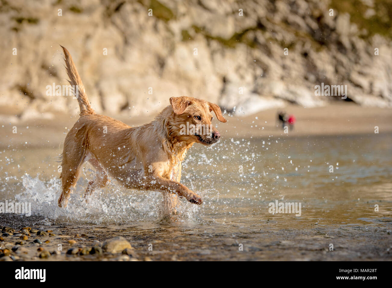Golden labrador on beach in Dorset, England, United Kingdom, Europe