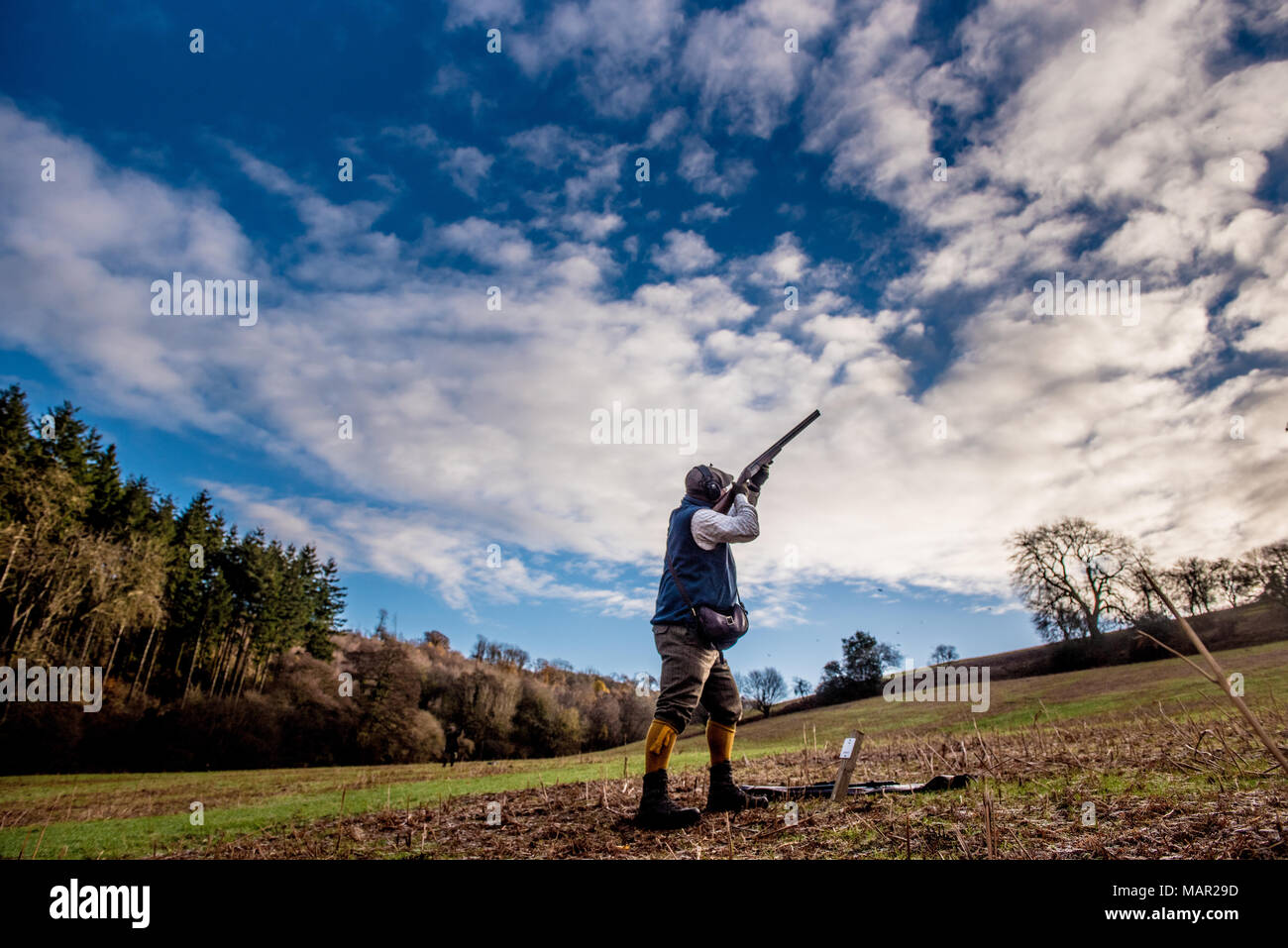 Gun shooting on a pheasant shoot, United Kingdom, Europe Stock Photo