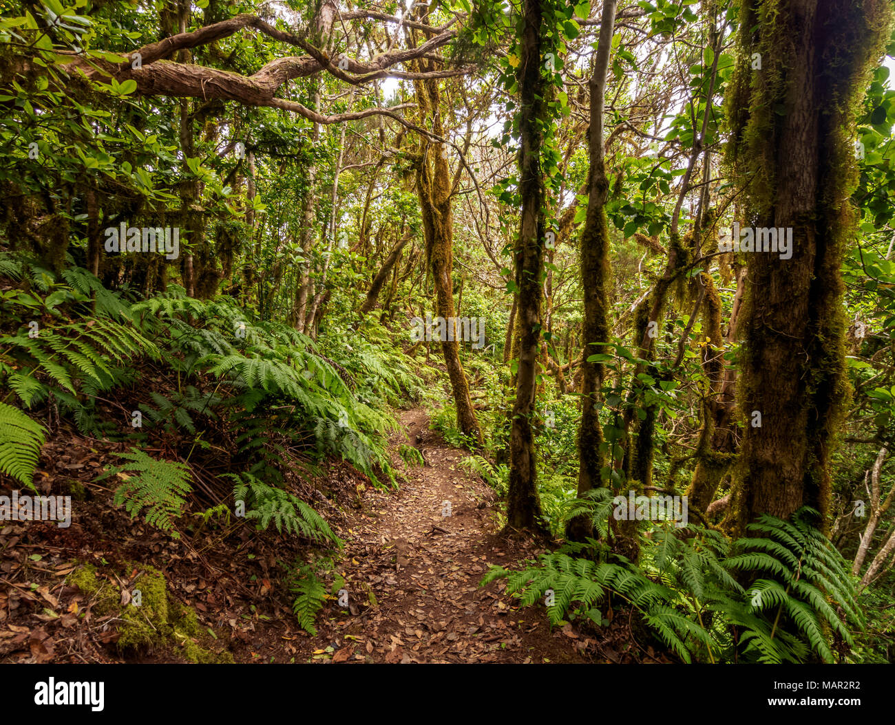 Bosque Encantado, laurel forest, Anaga Rural Park, Tenerife Island