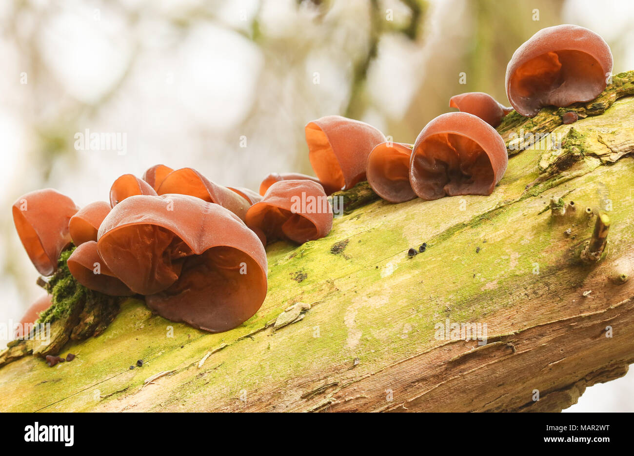 A group of Jew's Ear Fungi (Auricularia auricula-judae) growing on a tree. Stock Photo
