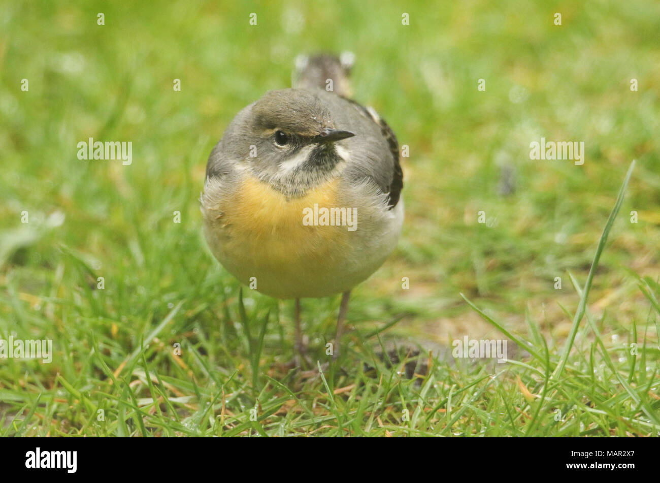 A stunning Grey Wagtail (Motacilla cinerea) searching for insects to eat in the grass. Stock Photo