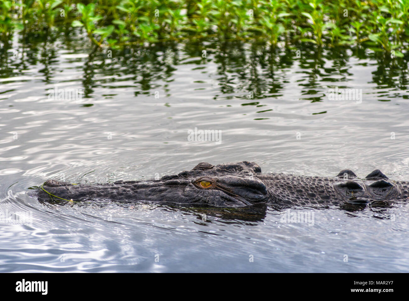 Saltwater crocodile in Kakadu, Northern Territory, Australia, Pacific ...