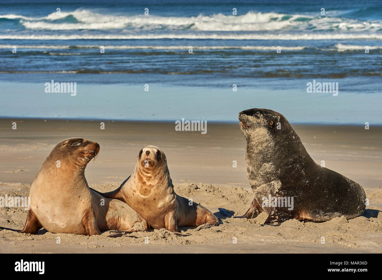 A male New Zealand sea lion (Hooker's sea lion) guards juvenile females of the species on Allans Beach, Otago Peninsula, Otago, South Island, New Zeal Stock Photo