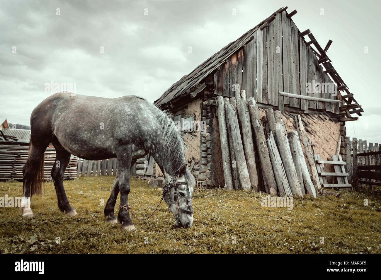 A horse on a farm is standing in front of an old wooden house. Processing in retro style or vintage for design and creativity Stock Photo
