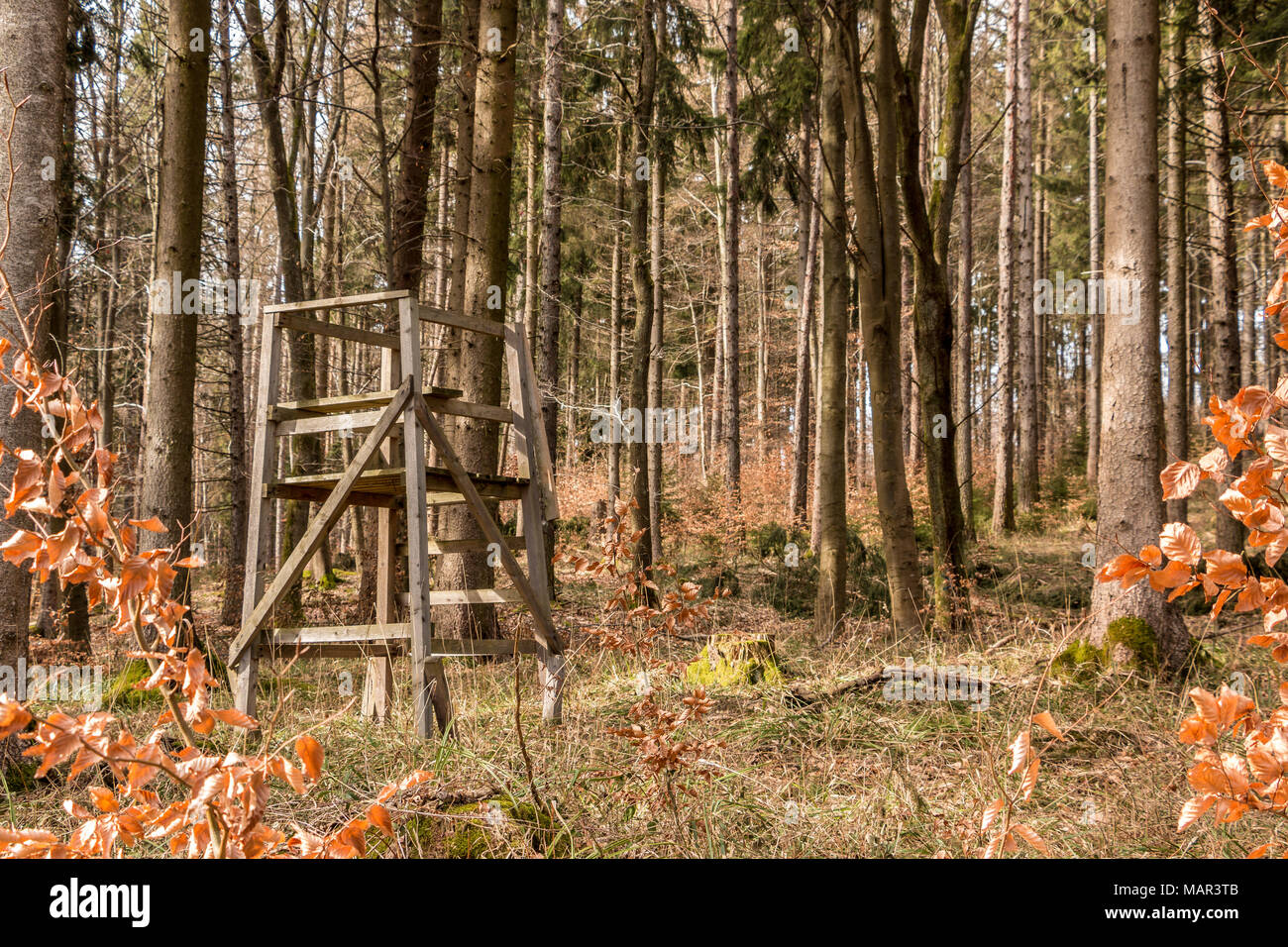 Raised hide in the middle of the forest Stock Photo