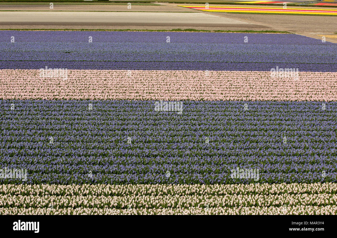 Tulip and hyacinth  fields of the Bollenstreek, South Holland, Netherlands Stock Photo