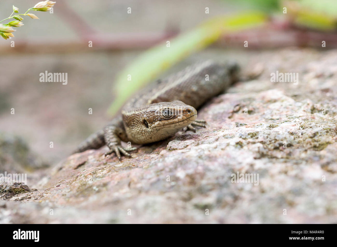 Single Common Lizard Zootoca vivipara resting on top of stone basking Stock Photo