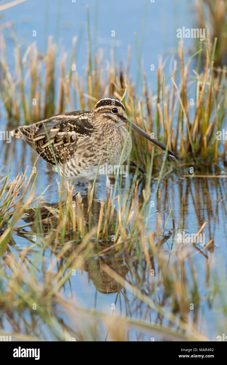 Single Common Snipe Gallinago gallinago resting in water showing relfection in amongst short reeds Stock Photo
