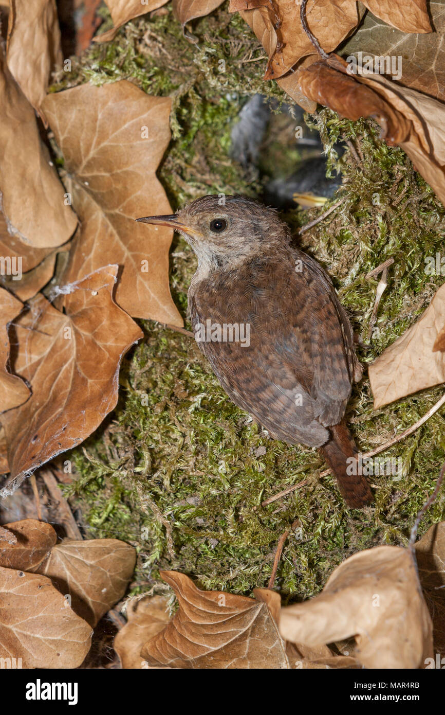 Close up of single Eurasian Wren Troglodytes troglodytes at nest with chicks in ivy covered tree Stock Photo