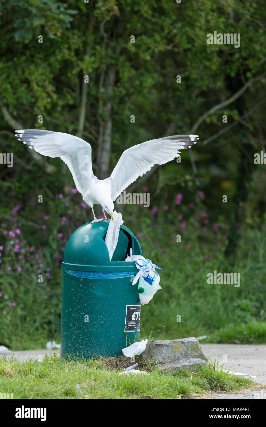 Single Herring Gull Larus argentatus pulling rubbish out of bin in a car park with wings outspread, Anglesey, Wales, UK Stock Photo
