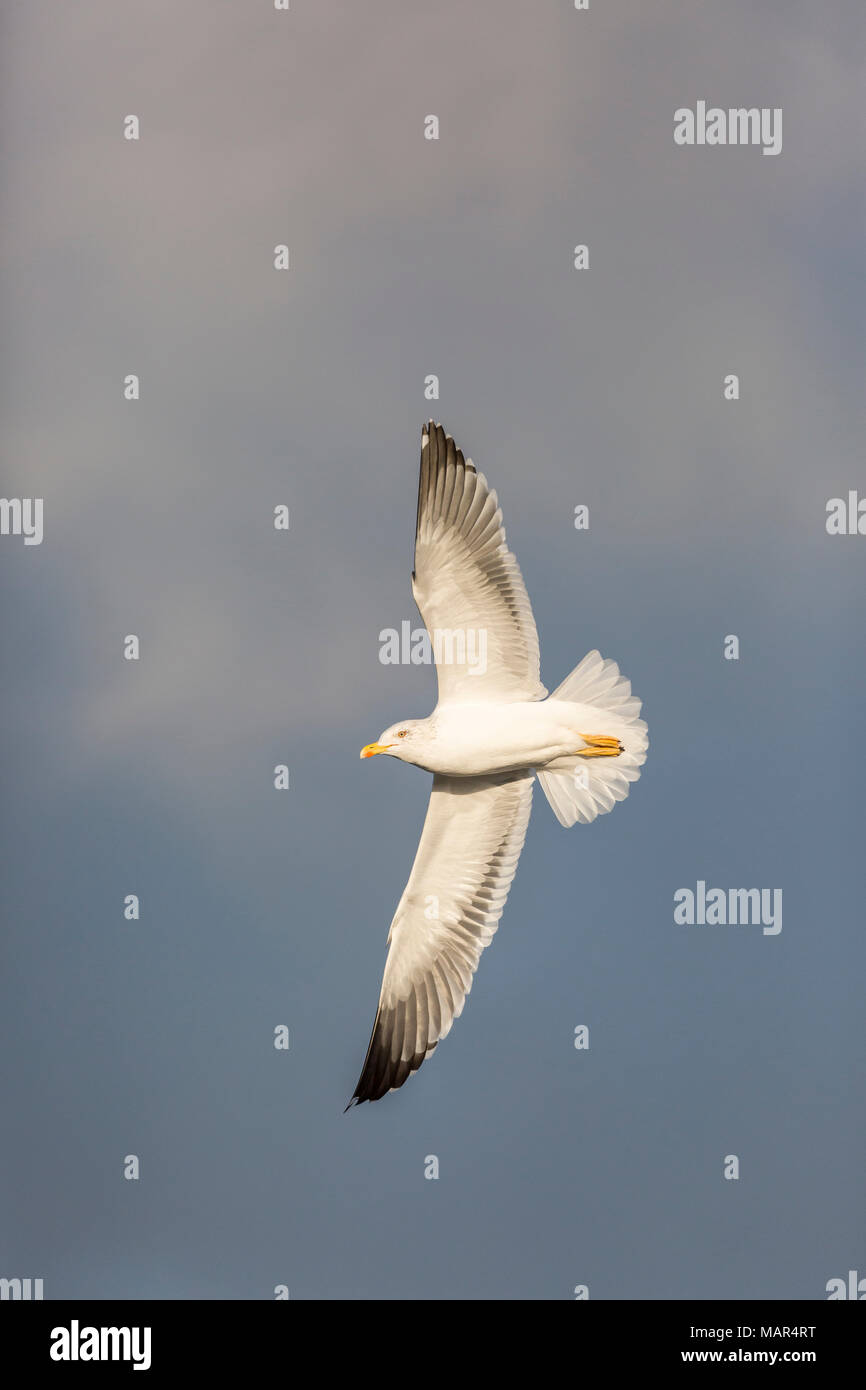 Single Lesser Black-backed Gull Larus fuscus flying against dark stormy cloudy sky Stock Photo