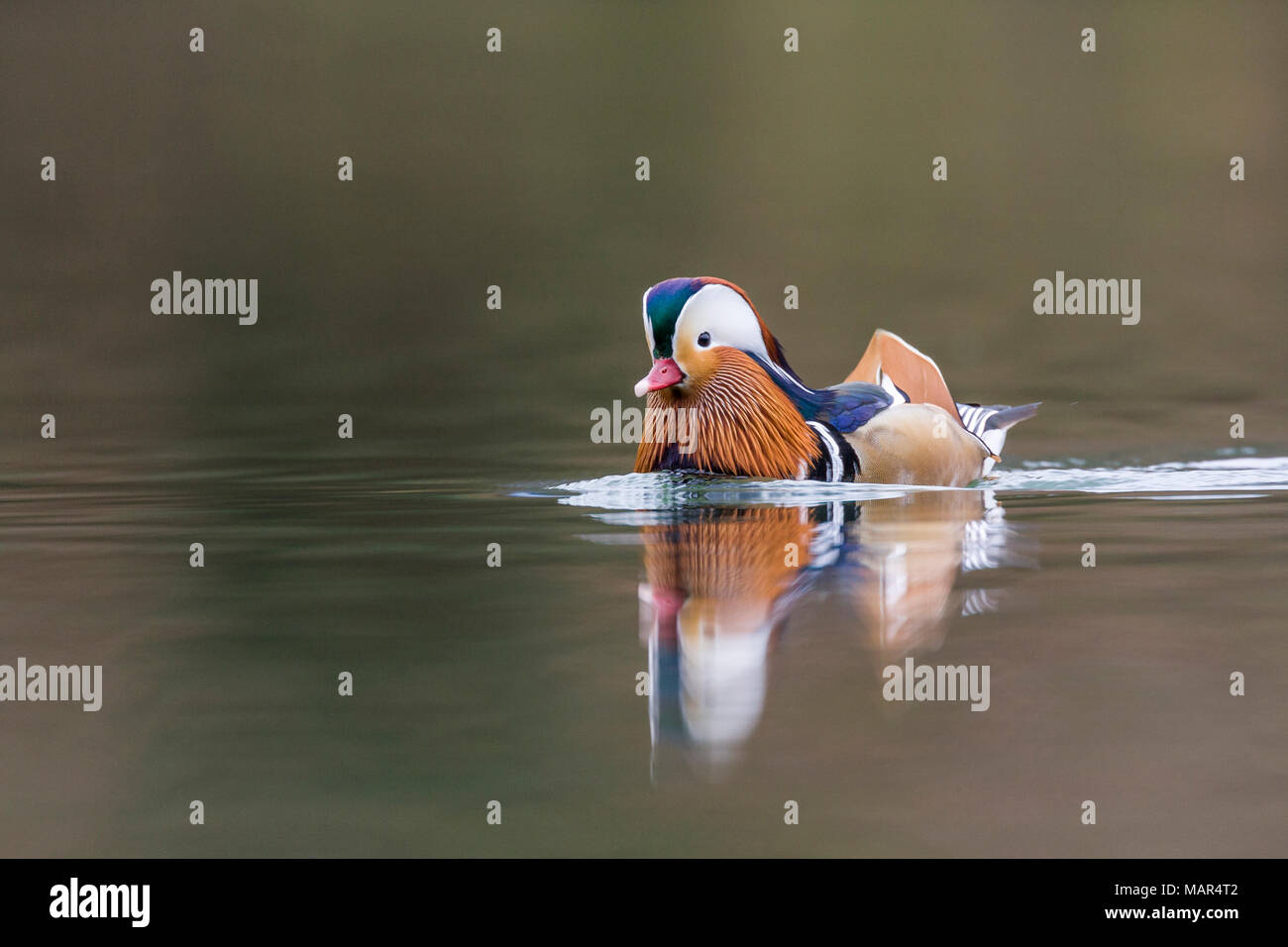 Single male Mandarin Duck Aix galericulata swimming on water Stock Photo